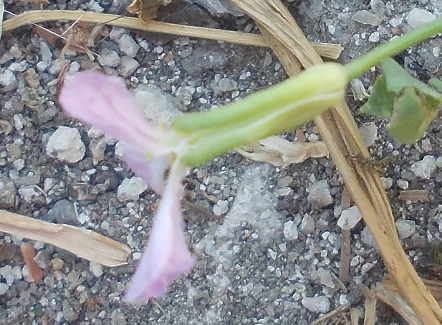 fiore rosa piccolo da determinare - Brassicacea